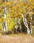 Aspen Grove Art Print