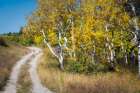 Aspen Drive Art Print
