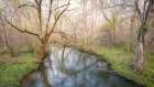 Creekside Dogwood Art Print
