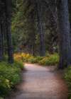 Forest Path Art Print