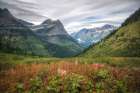 Alpine Meadow Art Print