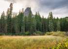 Moose Marsh III Art Print