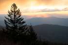 Spruce Sillouette I Art Print
