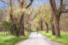 Wild Turkey Art Print