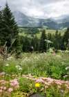 Alpine Wildflowers IV Art Print