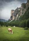 Alpine Grazing Art Print