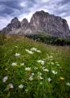 Daisies I Art Print