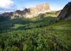 Alpine Meadow Art Print