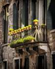 Balcony Flowers Art Print