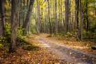 Woodland Drive I Art Print