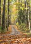 Woodland Drive II Art Print