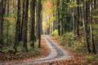Woodland Drive III Art Print