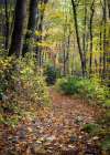 Hike to Mouse Creek Art Print