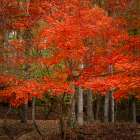 Firey Foilage Art Print