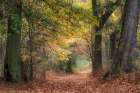 Tunnel of Light Art Print