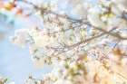 White Spring Blossoms 04 - by LightBoxJournal | Art Licensing | LightBoxJournal