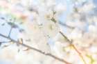 White Spring Blossoms 05 - by LightBoxJournal | Art Licensing | LightBoxJournal
