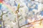White Spring Blossoms 07 - by LightBoxJournal | Art Licensing | LightBoxJournal