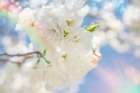 White Spring Blossoms 08 - by LightBoxJournal | Art Licensing | LightBoxJournal