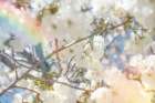 White Spring Blossoms 09 - by LightBoxJournal | Art Licensing | LightBoxJournal