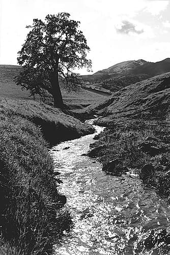 Stream Forward Landscape Print