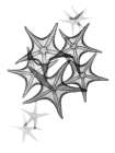 Starfish Botanical Print