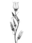 Canterbury Bell Art Print