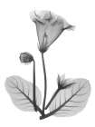Gloxinia Art Print