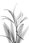 Oleander White Seed Pod Botanical Print