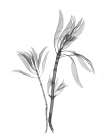 Leucadendron Botanical Print