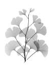 Ginko Art Print