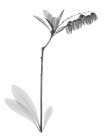 Lily Of The Vally Bush H07 Art Print