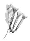 Crane Flower Art Print