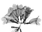Garlic Vine Art Print