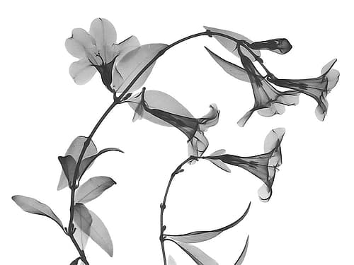 Brazilian Jasmine Art Print
