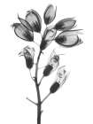 Foxglove Art Print