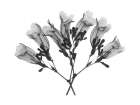 Amethyst Vine Art Print