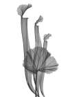 Marching Floral Art Print