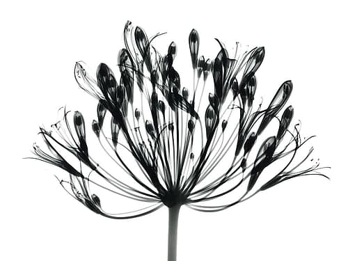 African Lily Art Print by Albert Koetsier