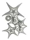 Starfish Bunch F149 Art Print