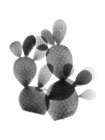 Cactus Bunch Botanical Print