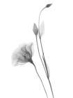 Gentian Art Print