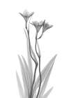 Freesia Art Print