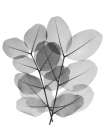 Leafy Bunch Botanical Print