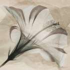 Evolving Flourish 2 Minimalist Print