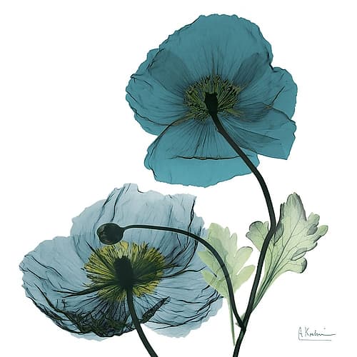 Iceland Poppy W Art Print
