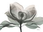 Sage Magnolia 1 Art Print