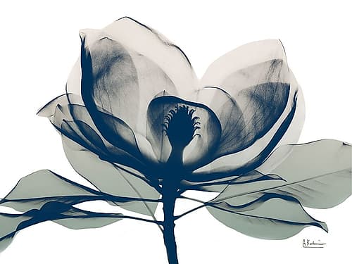Blue Ranged Magnolia 1 Art Print