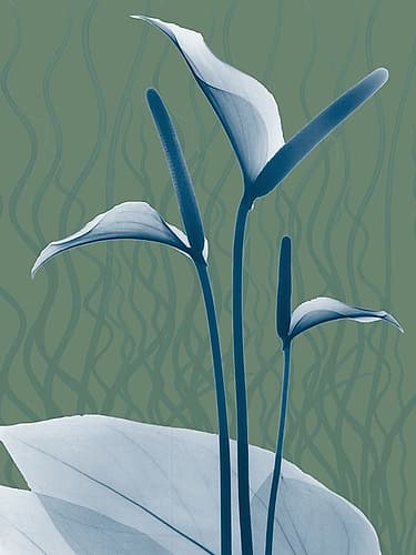 Blue Sage Dawn 2 Decorative Print