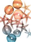 Jolly Starfish 1 Art Print